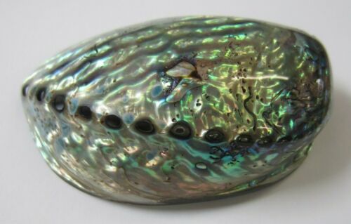 4.50" to 5" Abalone Shell Smudging Bowl Seashell Healing Decoration